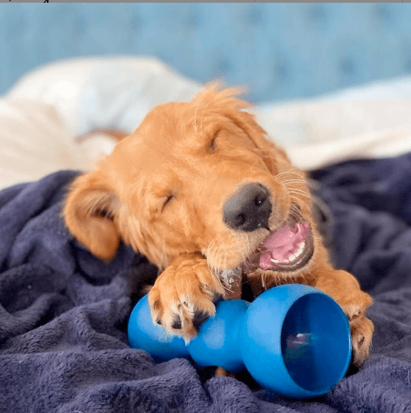 Dog chewing on treat